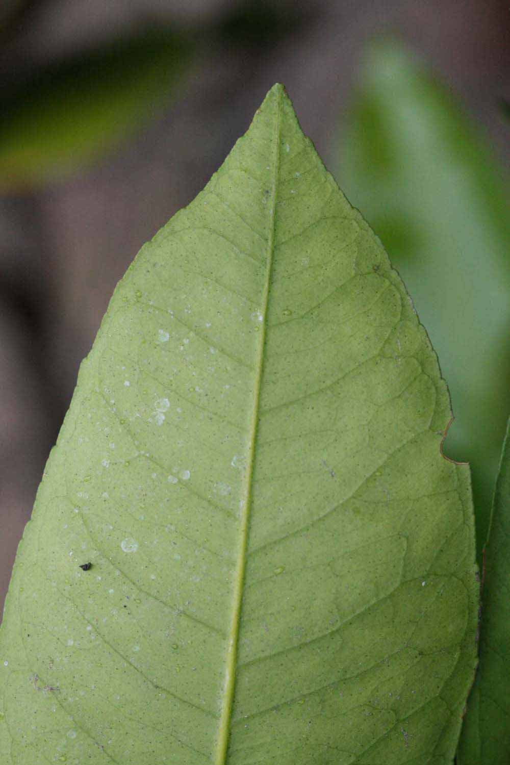              Margin (Riverside, CA)       